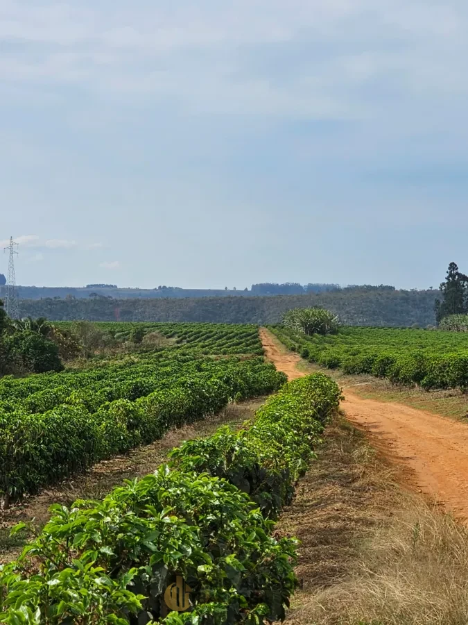 Imagem de FAZENDA À VENDA EM SETUBINHA-MG.