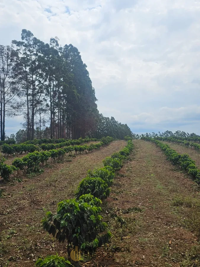 Imagem de FAZENDA À VENDA EM SETUBINHA-MG.