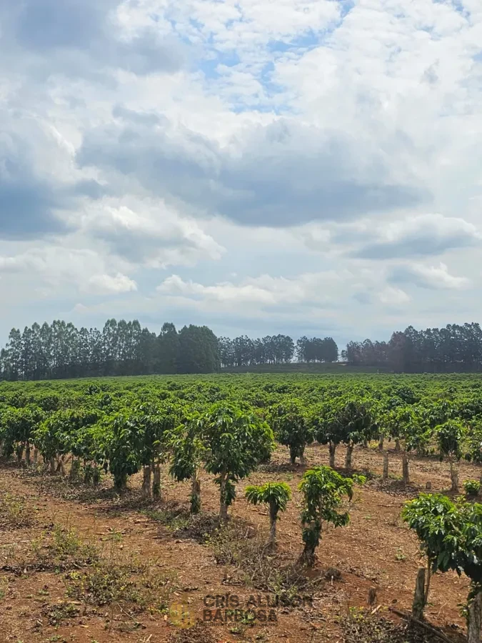 Imagem de FAZENDA À VENDA EM SETUBINHA-MG.