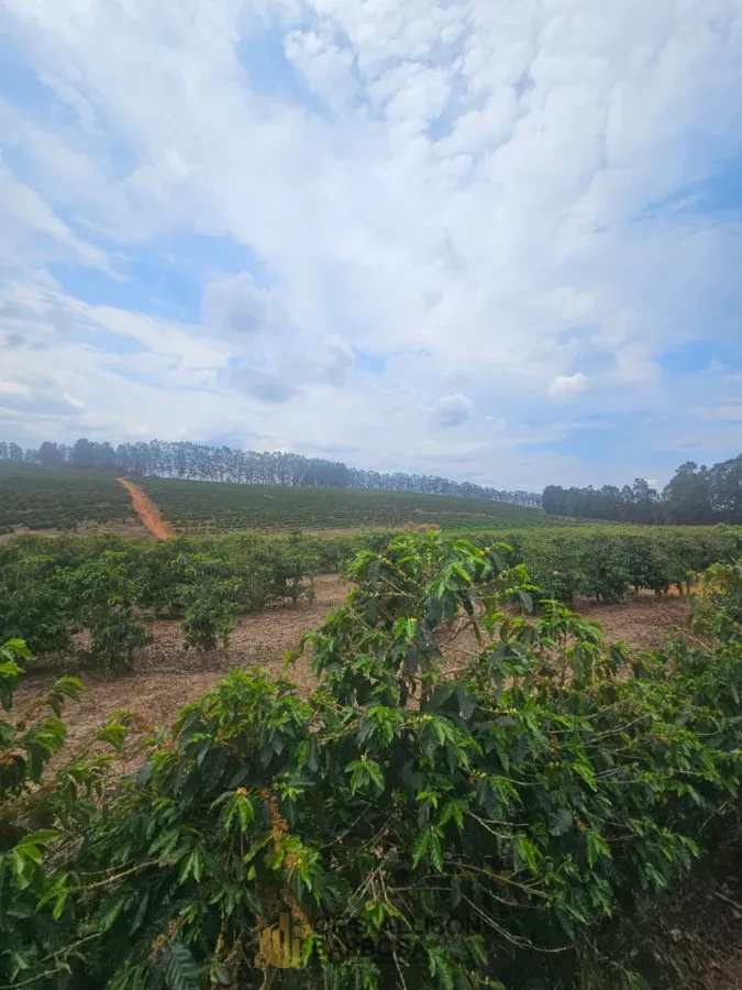 Imagem de FAZENDA À VENDA EM SETUBINHA-MG.