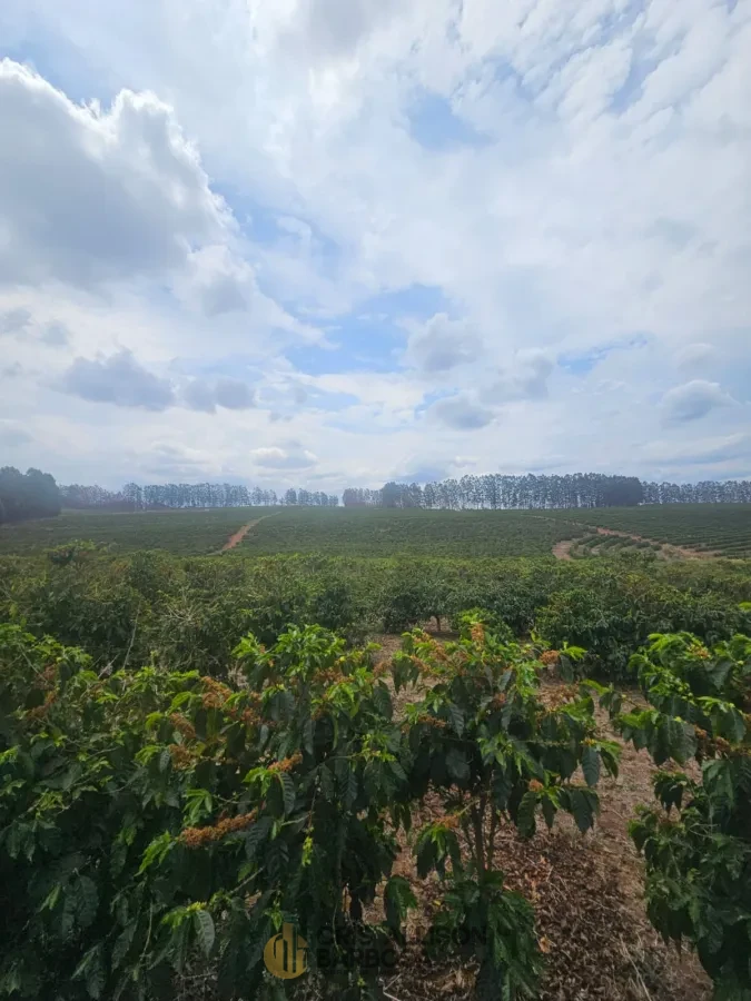 Imagem de FAZENDA À VENDA EM SETUBINHA-MG.