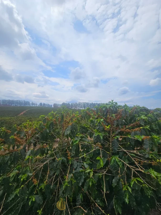 Imagem de FAZENDA À VENDA EM SETUBINHA-MG.