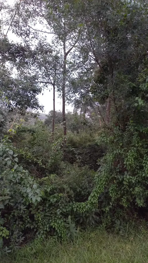 Imagem de Terreno km 378 BR 386