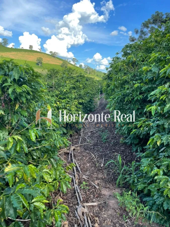 Imagem de VENDE-SE CHÁCARA PRODUTIVA | EXCELENTE OPORTUNIDADE !