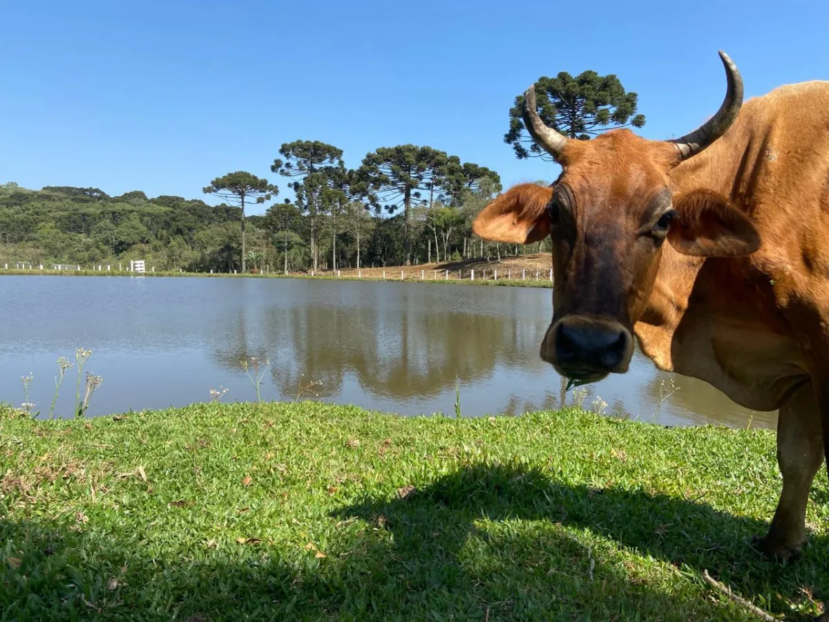 Imagem de CHÁCARA À VENDA EM GUARAPUAVA - PR