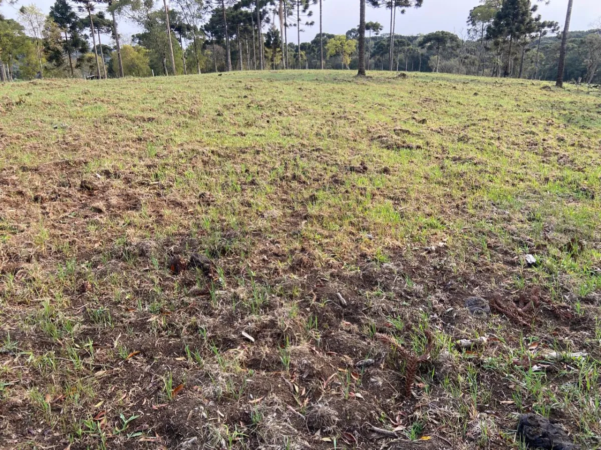 Imagem de CHÁCARA À VENDA EM GUARAPUAVA - PR