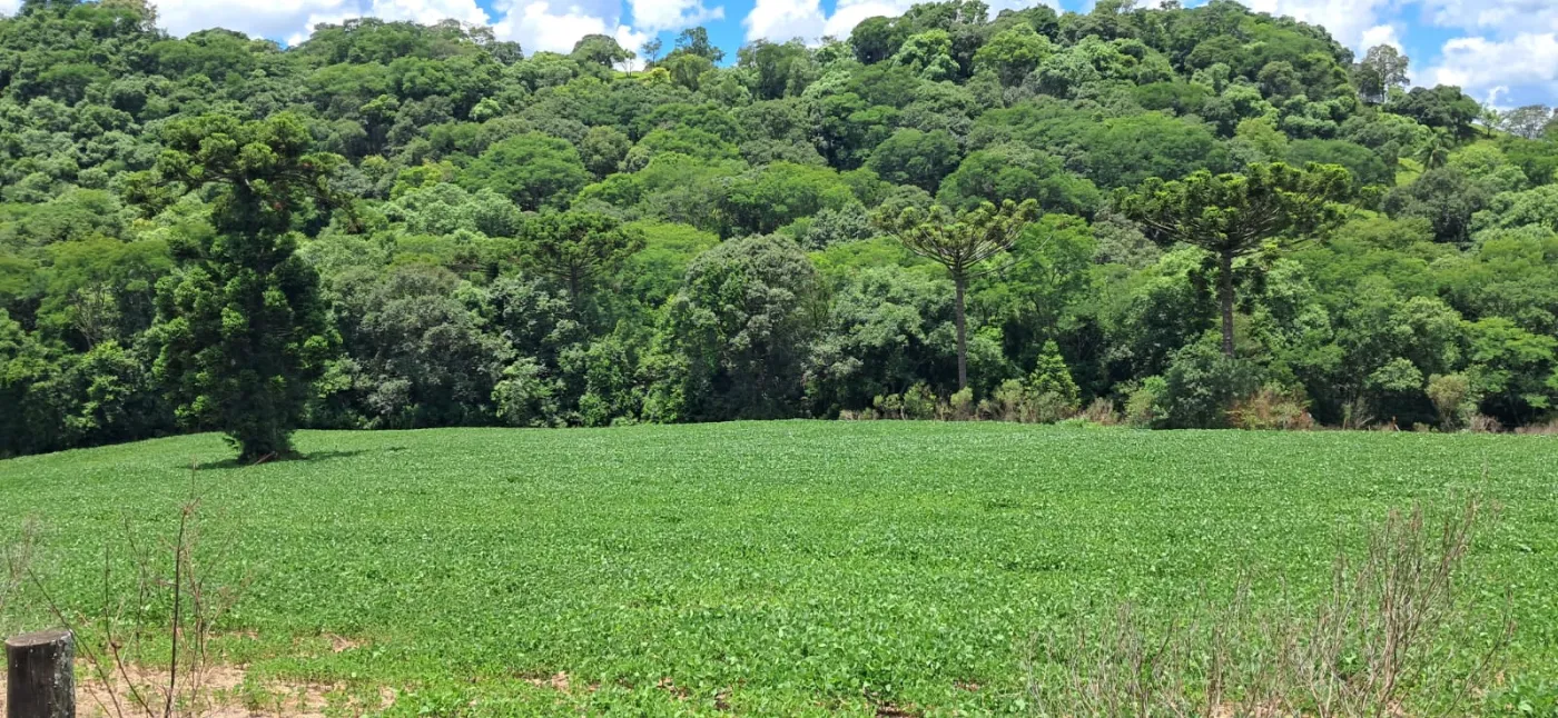 Imagem de CHÁCARA À VENDA EM CORONEL VIVIVDA - PR