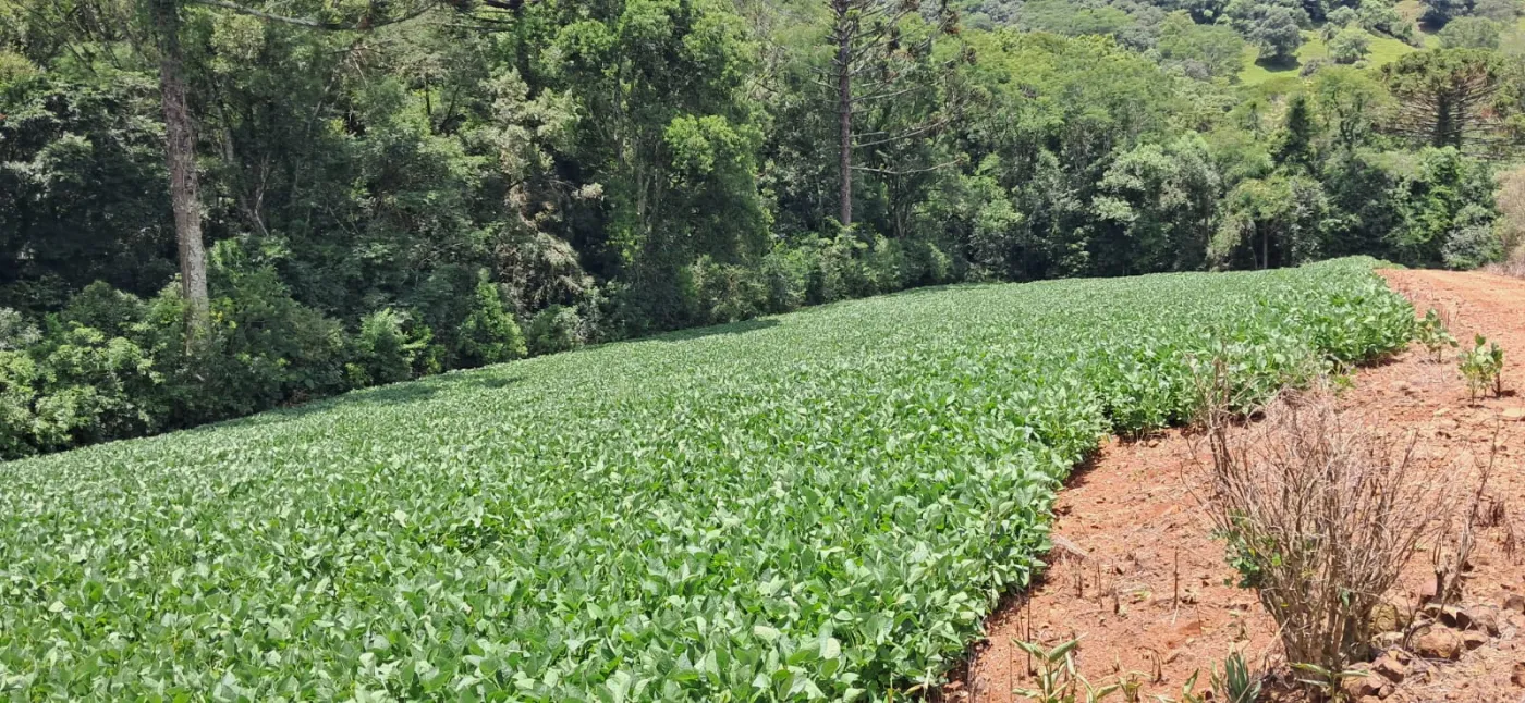 Imagem de CHÁCARA À VENDA EM CORONEL VIVIVDA - PR