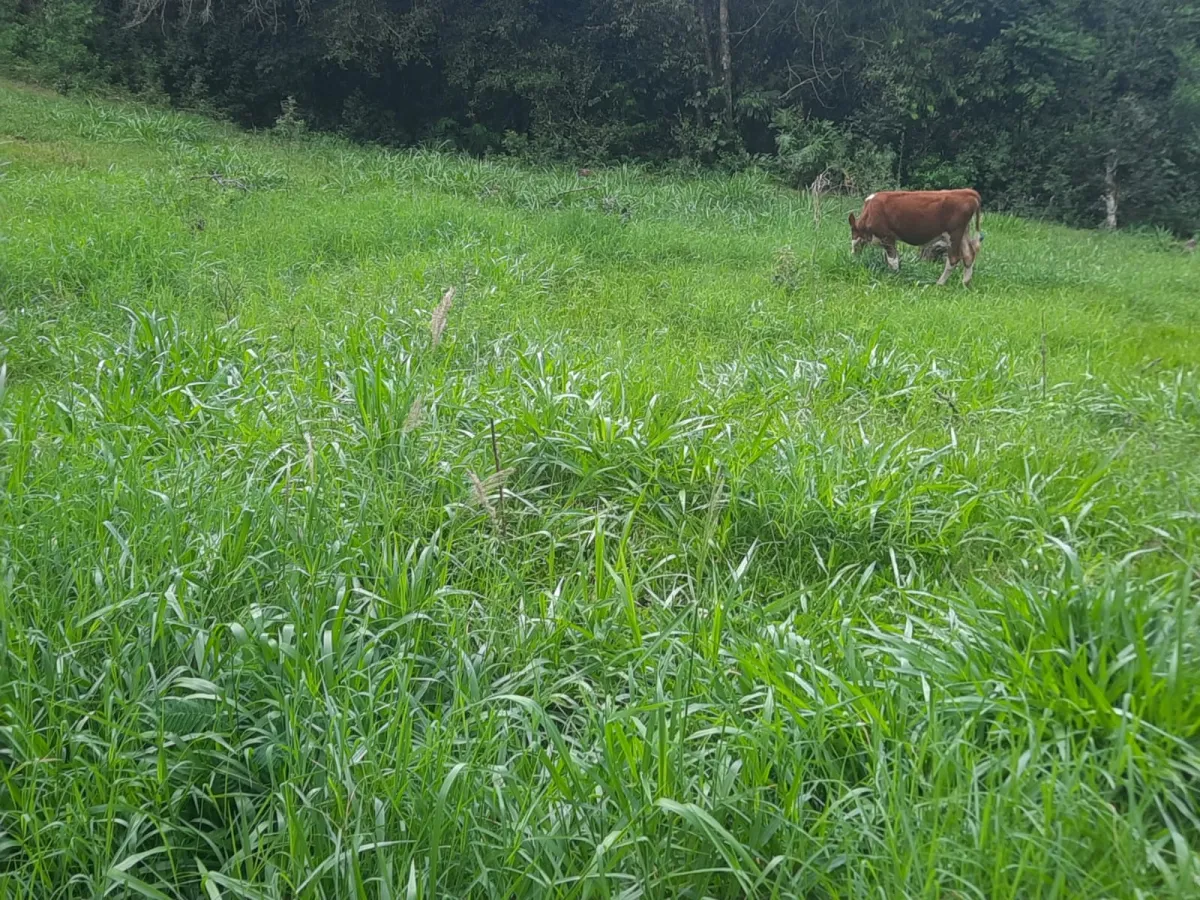 Imagem de CHÁCARA À VENDA EM CORONEL VIVIVDA - PR