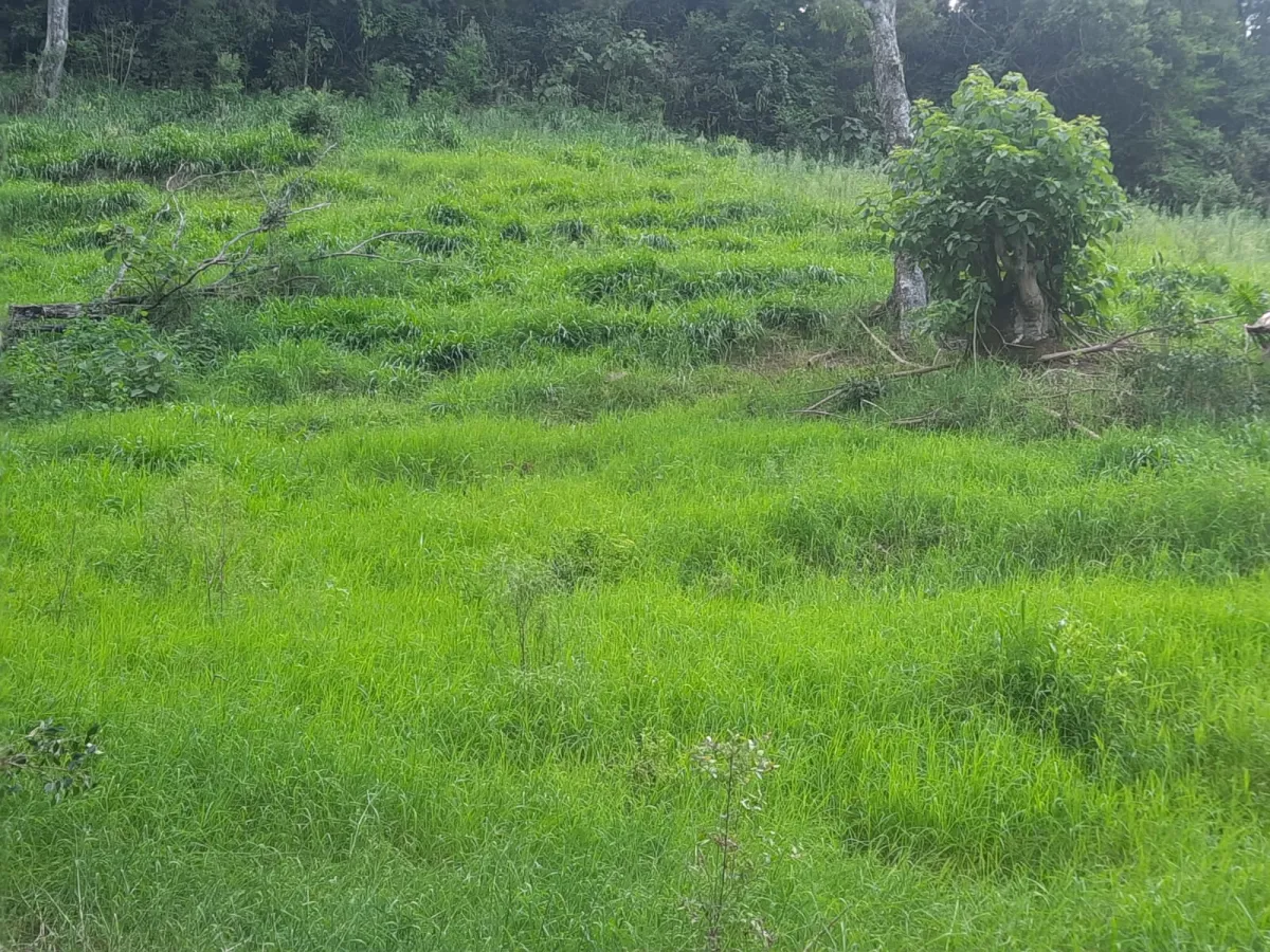Imagem de CHÁCARA À VENDA EM CORONEL VIVIVDA - PR