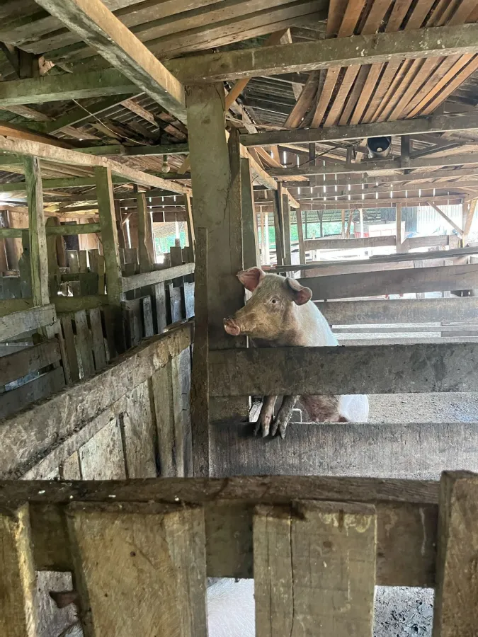 Imagem de CHÁCARA À VENDA EM NOVA LARANJEIRAS - PR