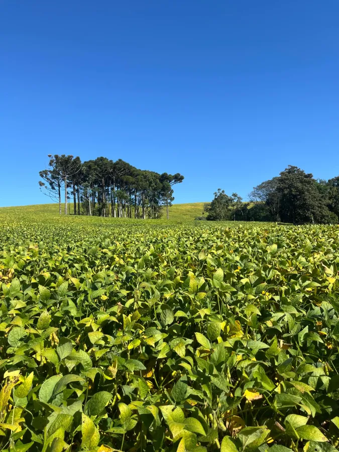 Imagem de CHÁCARA À VENDA EM NOVA LARANJEIRAS - ´PR