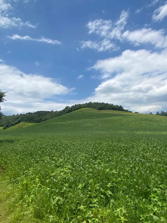 Imagem de ÁREA RURAL A VENDA EM CORONEL VIVIDA - PR