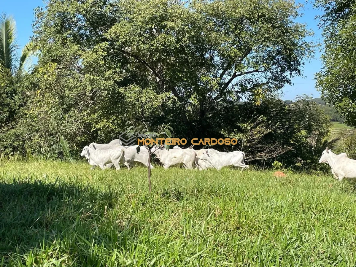 Imagem de vendo Sítio - 16 hectares