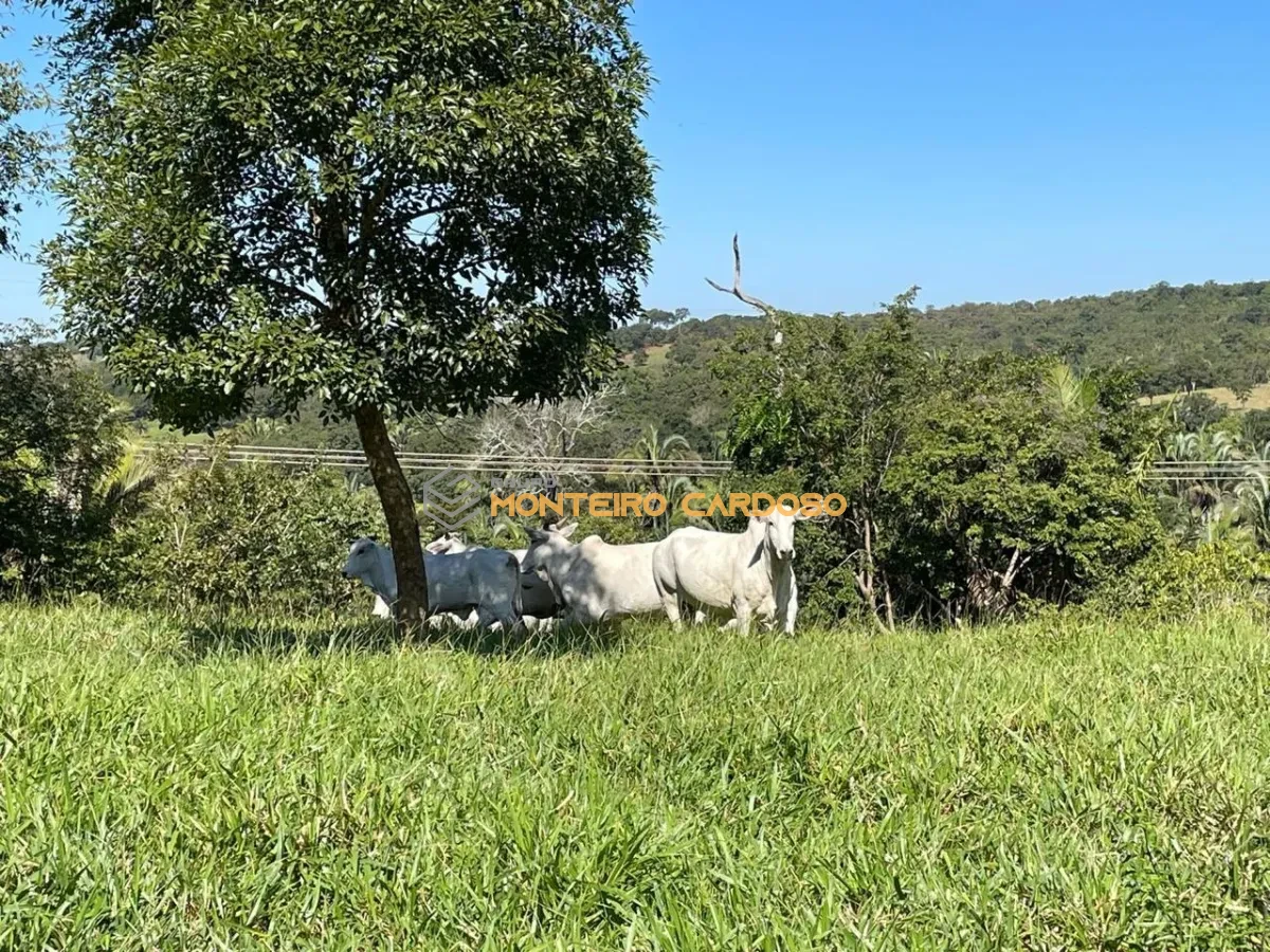 Imagem de vendo Sítio - 16 hectares
