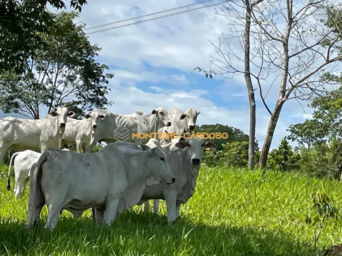 Imagem de vendo Sítio - 16 hectares