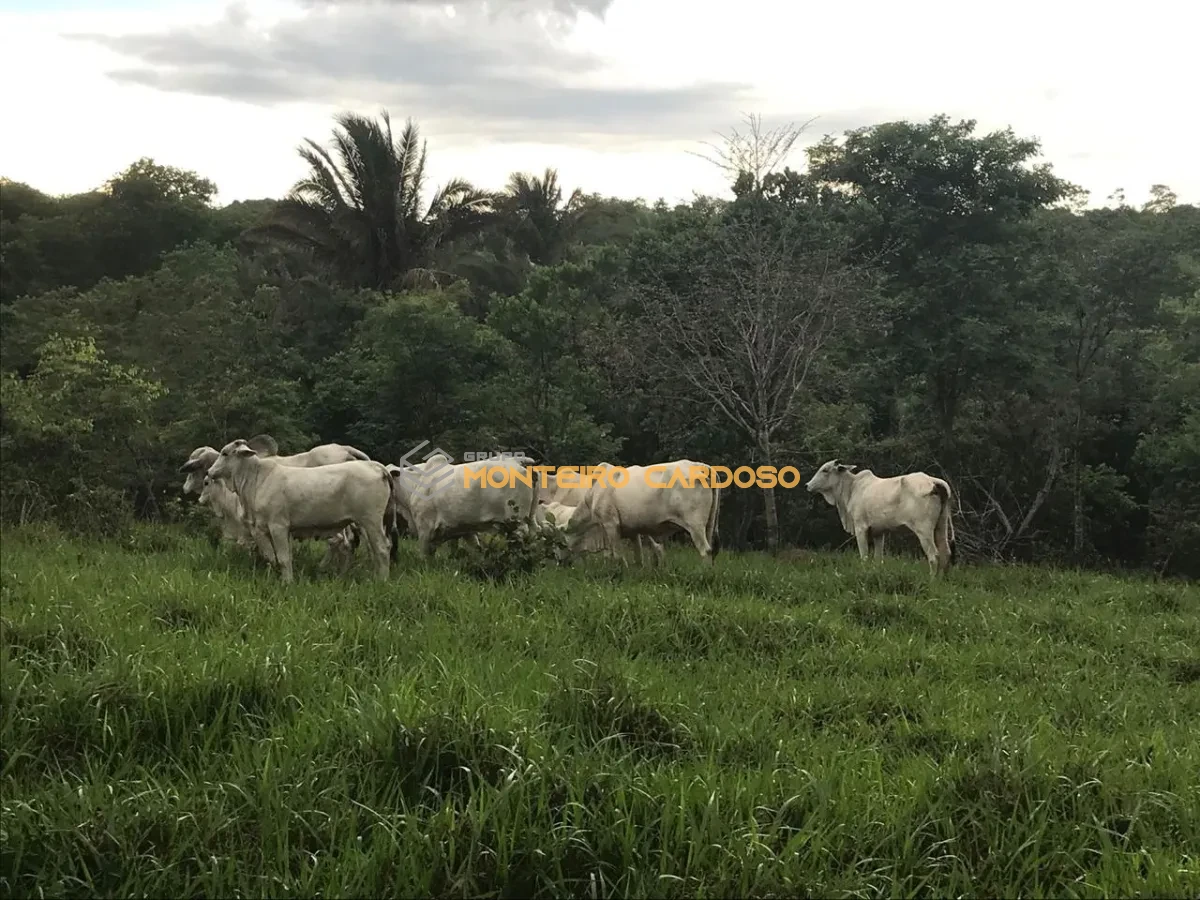Imagem de vendo Sítio - 16 hectares